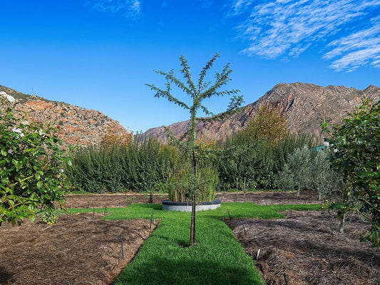 Jus Limin, Cactus, Plant, Nature, Garden