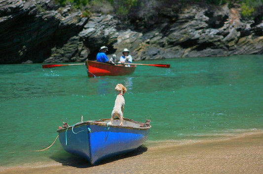 Boat, Vehicle, Dog, Mammal, Animal, Pet, Beach, Nature, Sand, Kaaimans River Cottage, Wilderness, Wilderness