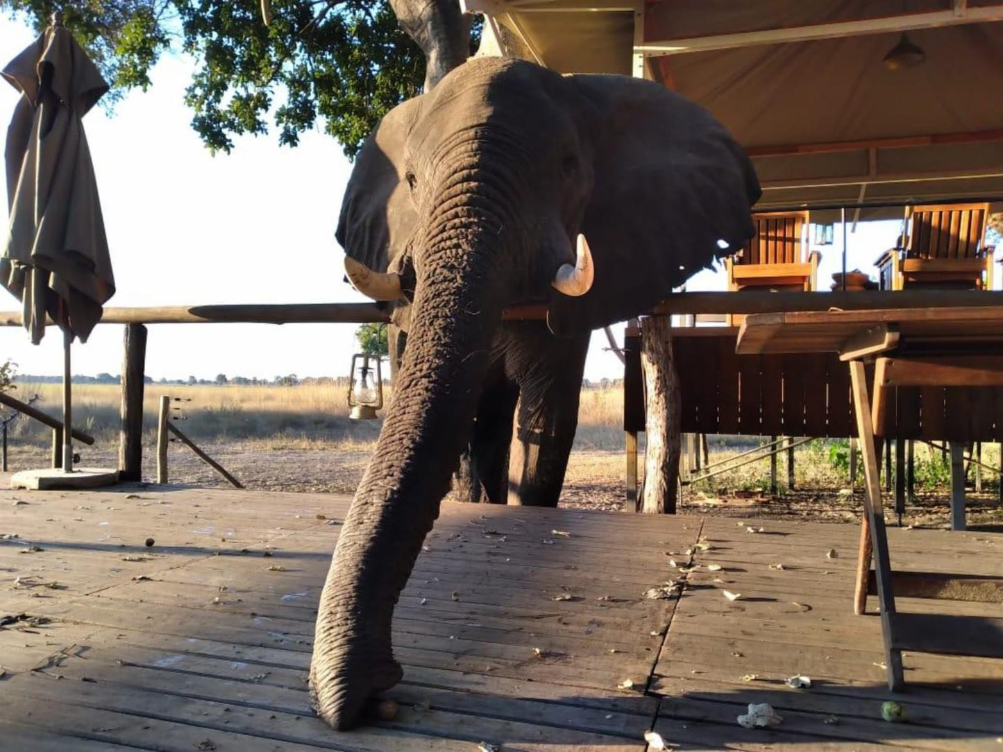 Kadizora Camp Seronga North West Botswana Elephant, Mammal, Animal, Herbivore