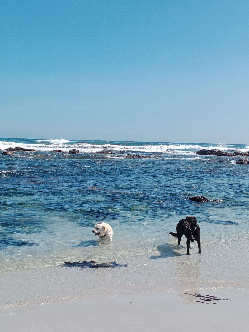 Kaia At Outerkom Kommetjie Cape Town Western Cape South Africa Dog, Mammal, Animal, Pet, Beach, Nature, Sand, Ocean, Waters