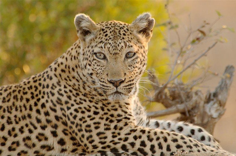 Kaia Tani Exclusive Guest House Phalaborwa Limpopo Province South Africa Sepia Tones, Leopard, Mammal, Animal, Big Cat, Predator