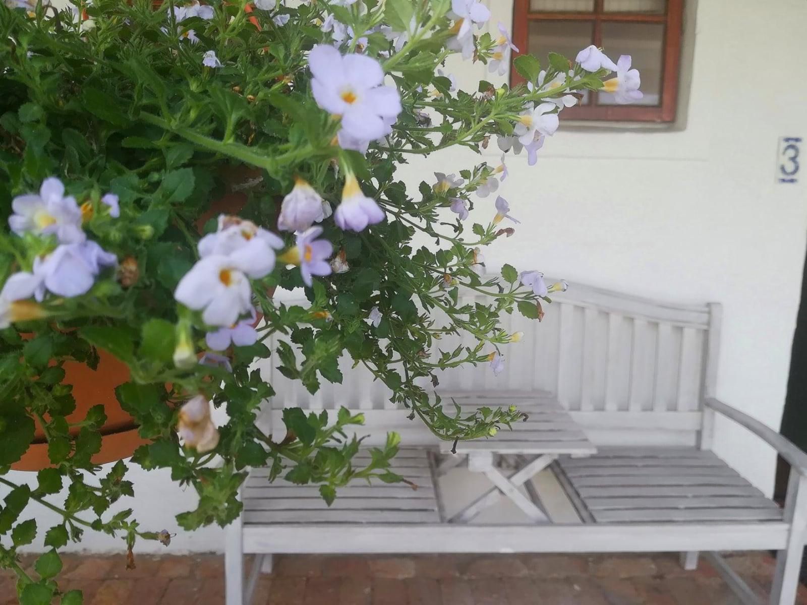 Kaijaiki Country Inn Yzerfontein Western Cape South Africa Blossom, Plant, Nature, Flower, Rose