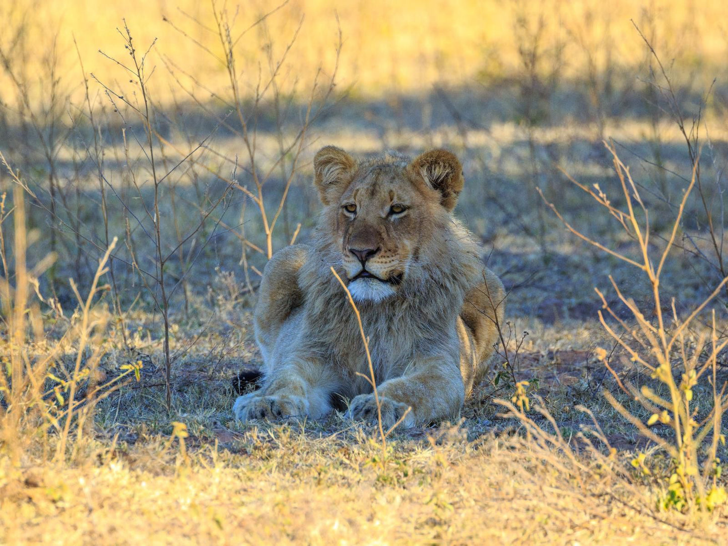 Kaingo Game Reserve Waterberg Limpopo Province South Africa Lion, Mammal, Animal, Big Cat, Predator