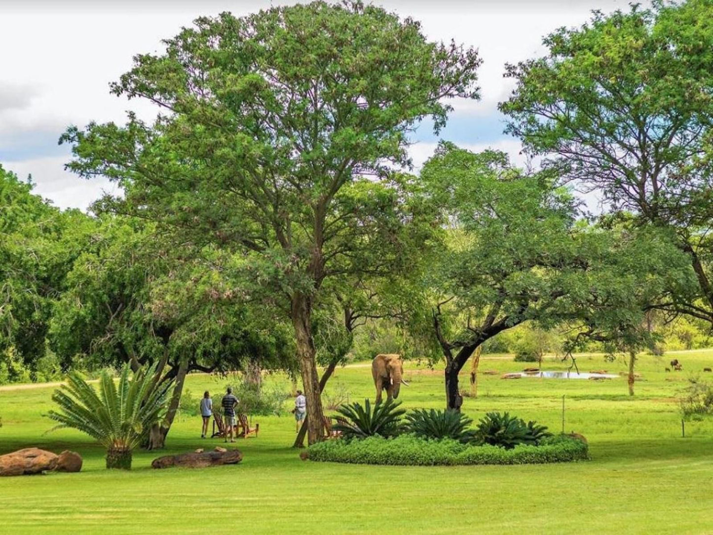 Kaingo Game Reserve Waterberg Limpopo Province South Africa Plant, Nature