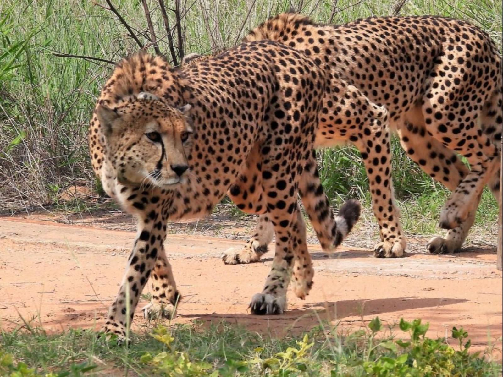 Kaingo Game Reserve Waterberg Limpopo Province South Africa Cheetah, Mammal, Animal, Big Cat, Predator