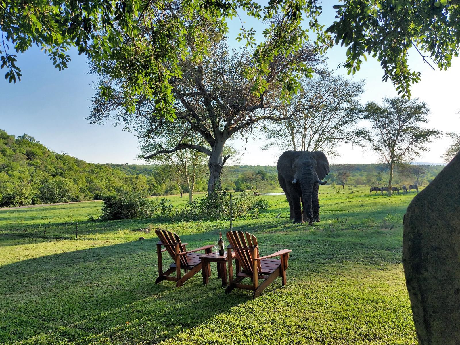 Kaingo Game Reserve Waterberg Limpopo Province South Africa Elephant, Mammal, Animal, Herbivore