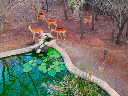 Kaizen Honeybadger Lodge Marloth Park Mpumalanga South Africa Complementary Colors, Deer, Mammal, Animal, Herbivore