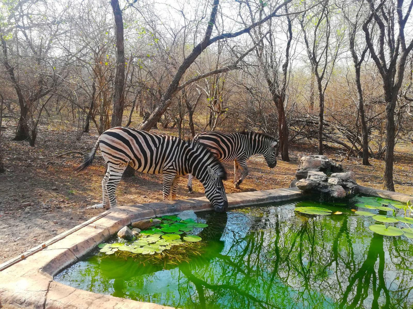 Kaizen Honeybadger Lodge Marloth Park Mpumalanga South Africa Zebra, Mammal, Animal, Herbivore