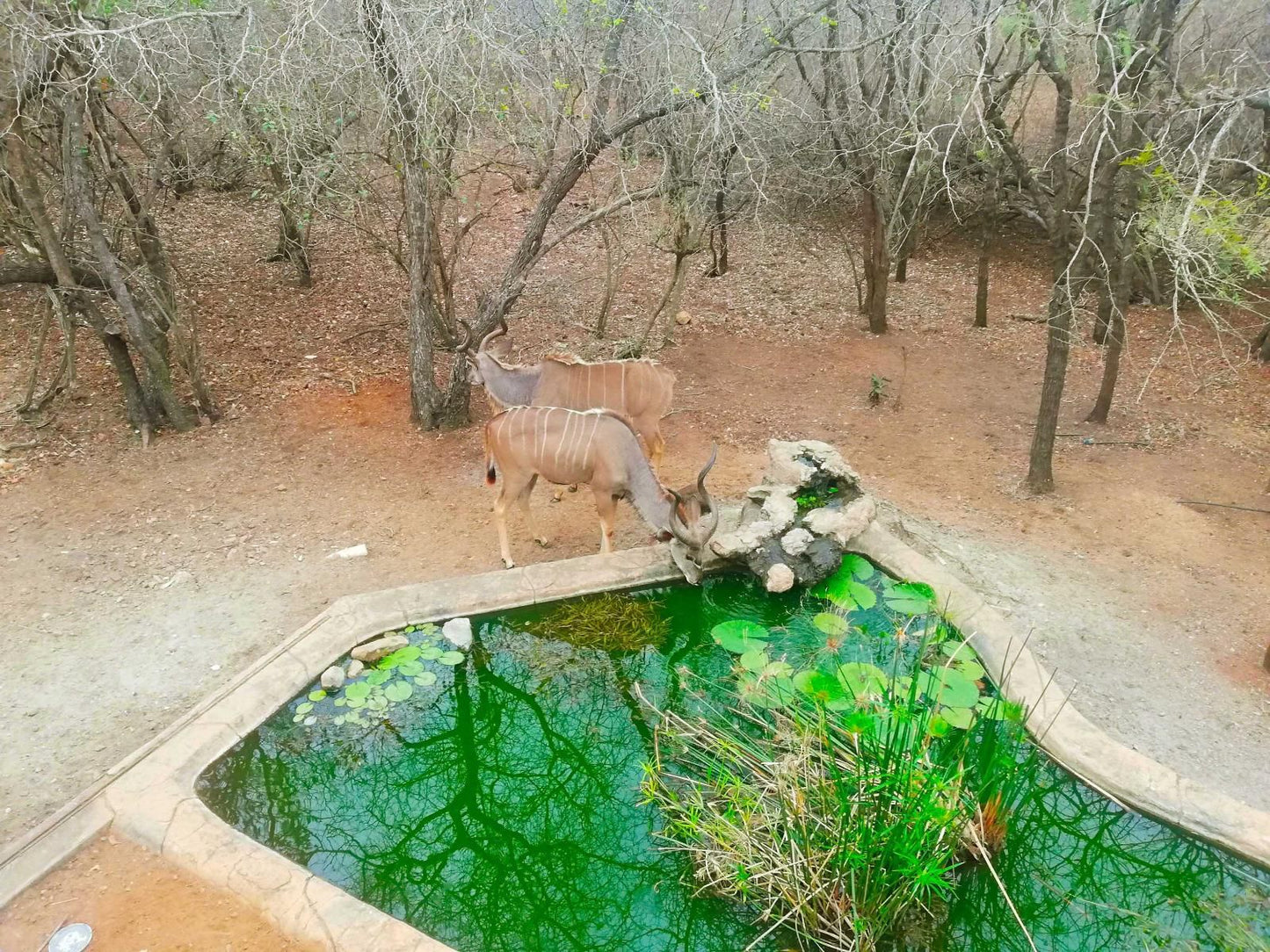 Kaizen Honeybadger Lodge Marloth Park Mpumalanga South Africa Goat, Mammal, Animal, Herbivore, Water Buffalo