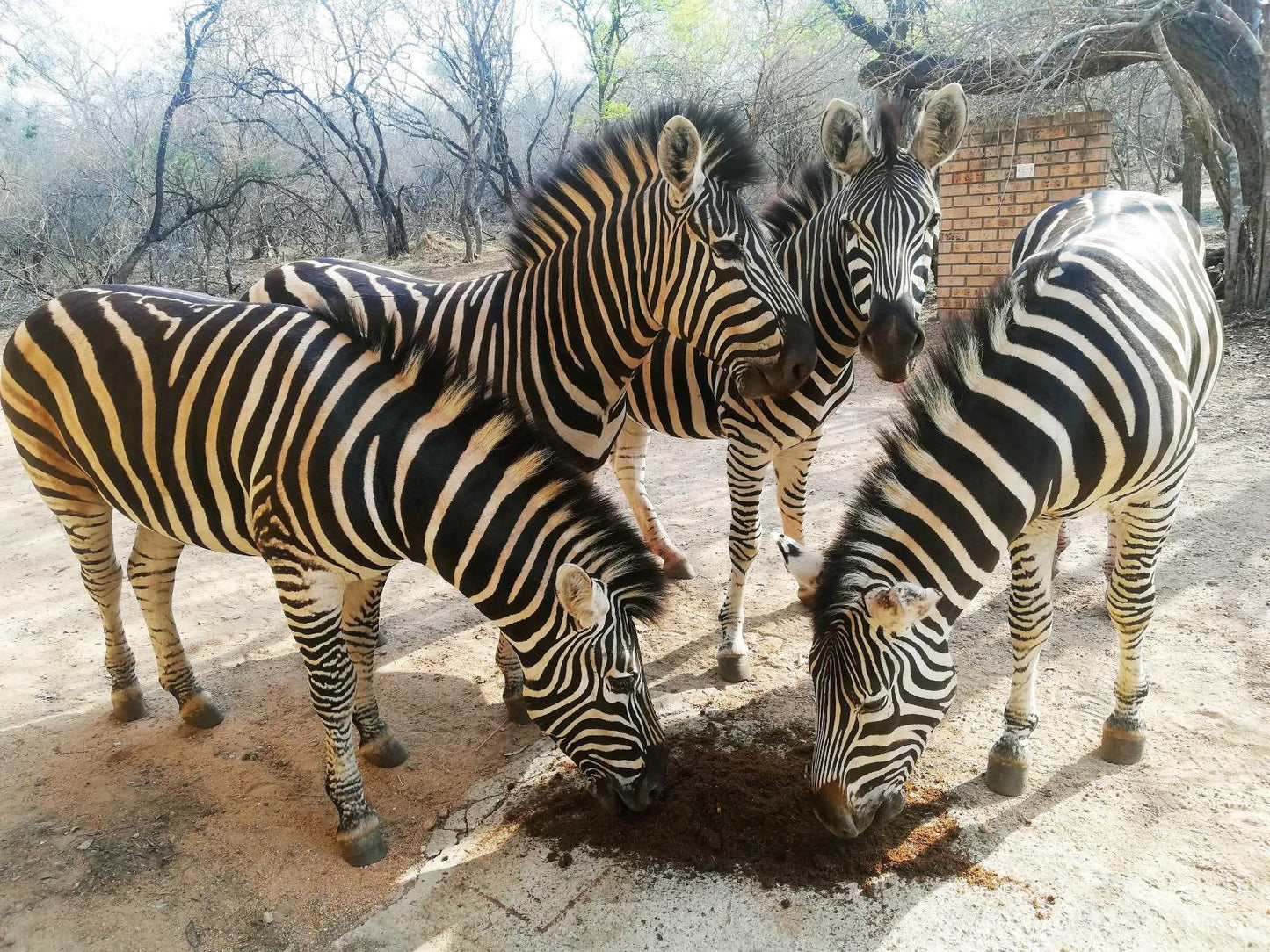 Kaizen Honeybadger Lodge Marloth Park Mpumalanga South Africa Zebra, Mammal, Animal, Herbivore