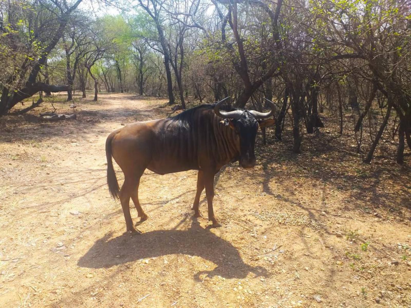 Kaizen Honeybadger Lodge Marloth Park Mpumalanga South Africa Gnu, Mammal, Animal, Herbivore