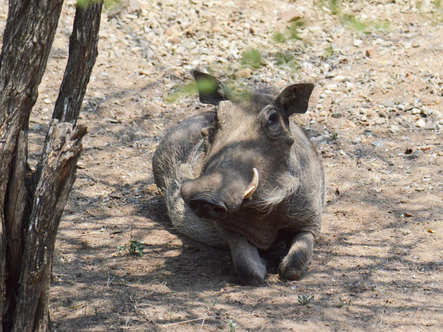 Kaizen Honeybadger Lodge Marloth Park Mpumalanga South Africa Rhino, Mammal, Animal, Herbivore