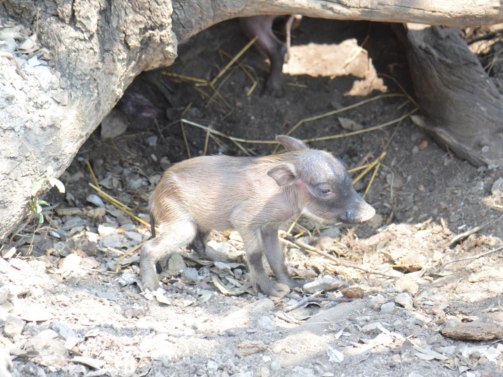 Kaizen Honeybadger Lodge Marloth Park Mpumalanga South Africa Animal