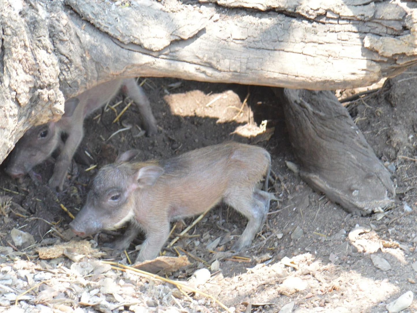 Kaizen Honeybadger Lodge Marloth Park Mpumalanga South Africa Boar, Mammal, Animal, Herbivore