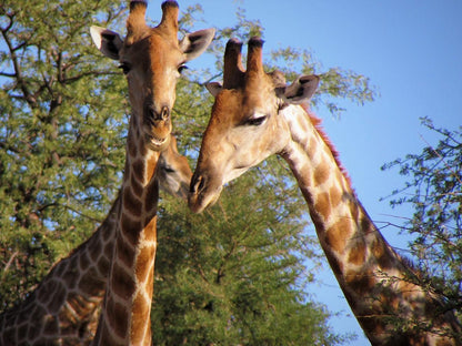 Kalahari Game Lodge, Giraffe, Mammal, Animal, Herbivore