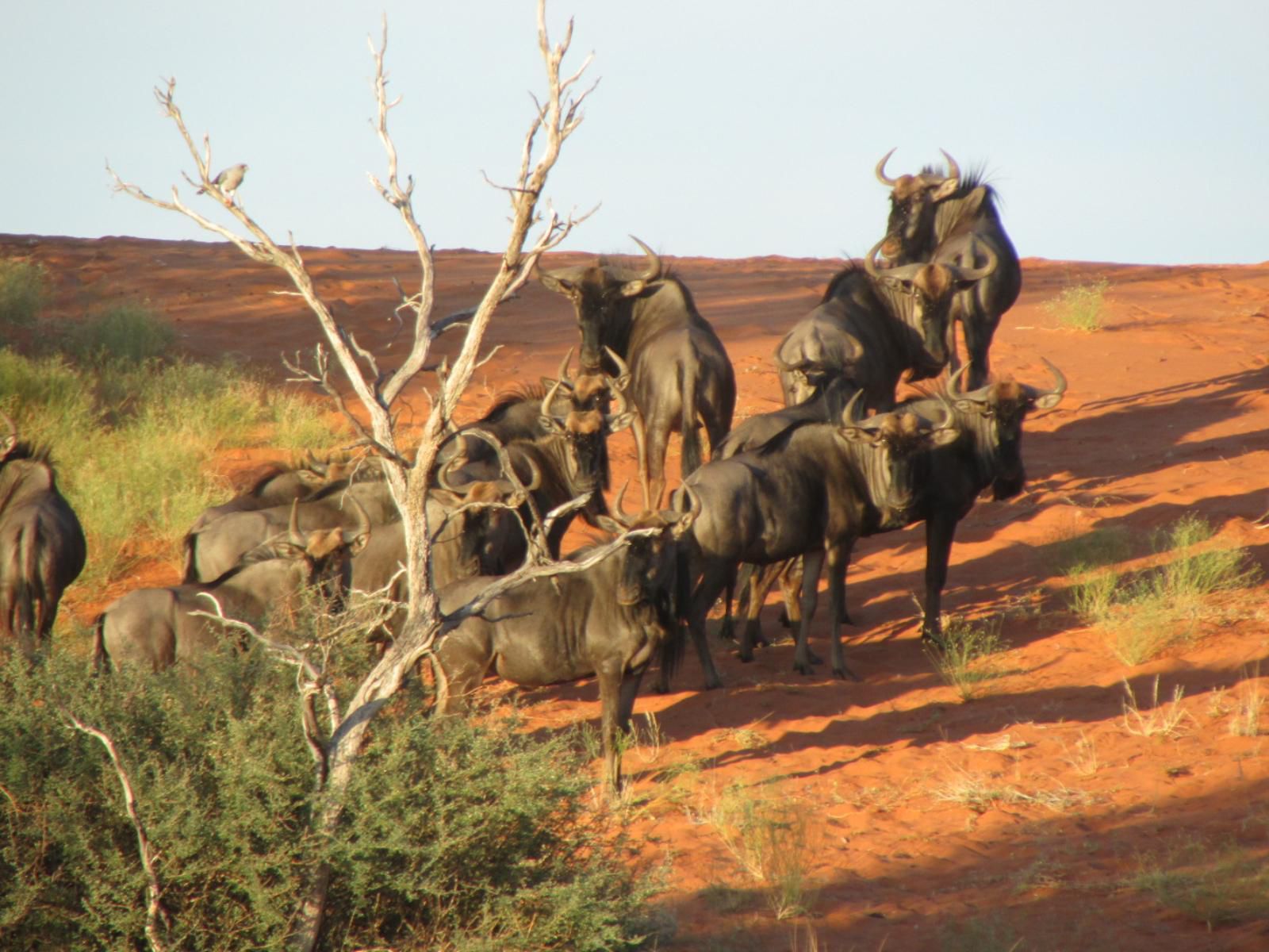 Kalahari Game Lodge, Gnu, Mammal, Animal, Herbivore