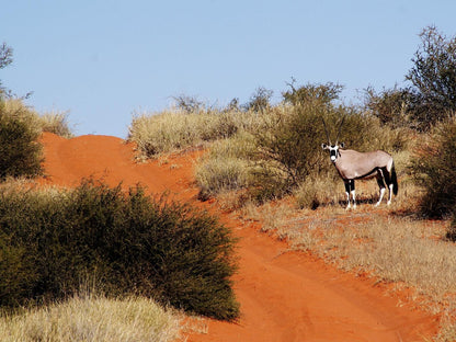 Kalahari Game Lodge, Animal, Desert, Nature, Sand