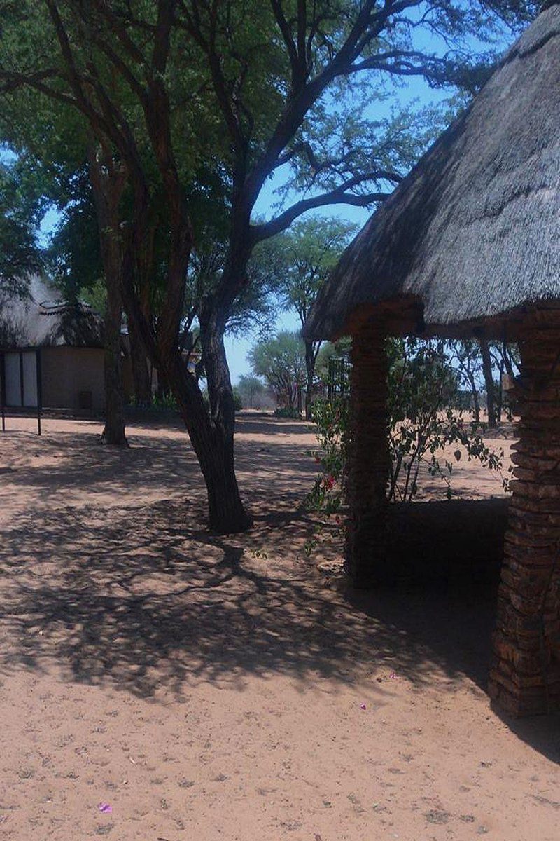 Kalahari Sands Lodge Tosca North West Province South Africa Palm Tree, Plant, Nature, Wood, Desert, Sand, Framing