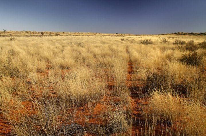 Kalahari Trails Askham Northern Cape South Africa Field, Nature, Agriculture, Desert, Sand, Lowland