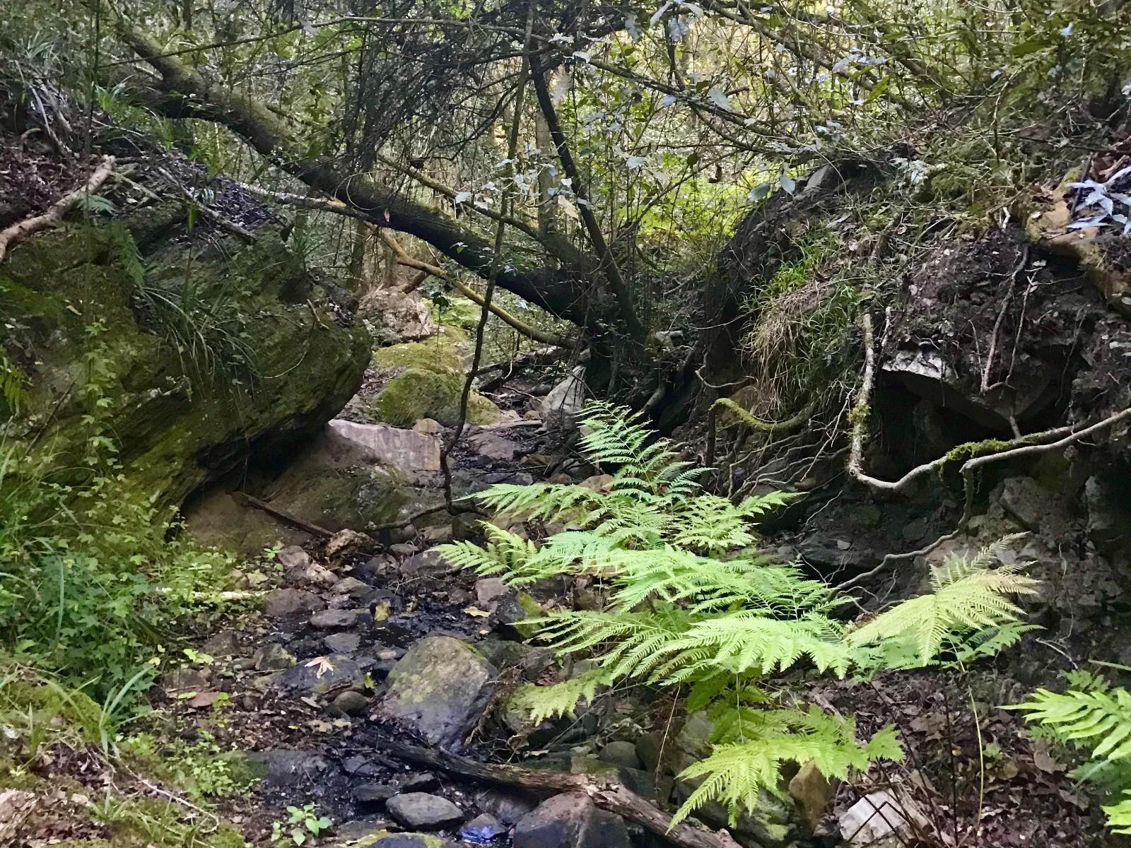 Kalanderkloof Cottage, Forest, Nature, Plant, Tree, Wood, River, Waters, Waterfall