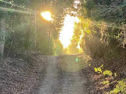 Kalanderkloof Cottage, Forest, Nature, Plant, Tree, Wood, Leading Lines, Street, Sunset, Sky