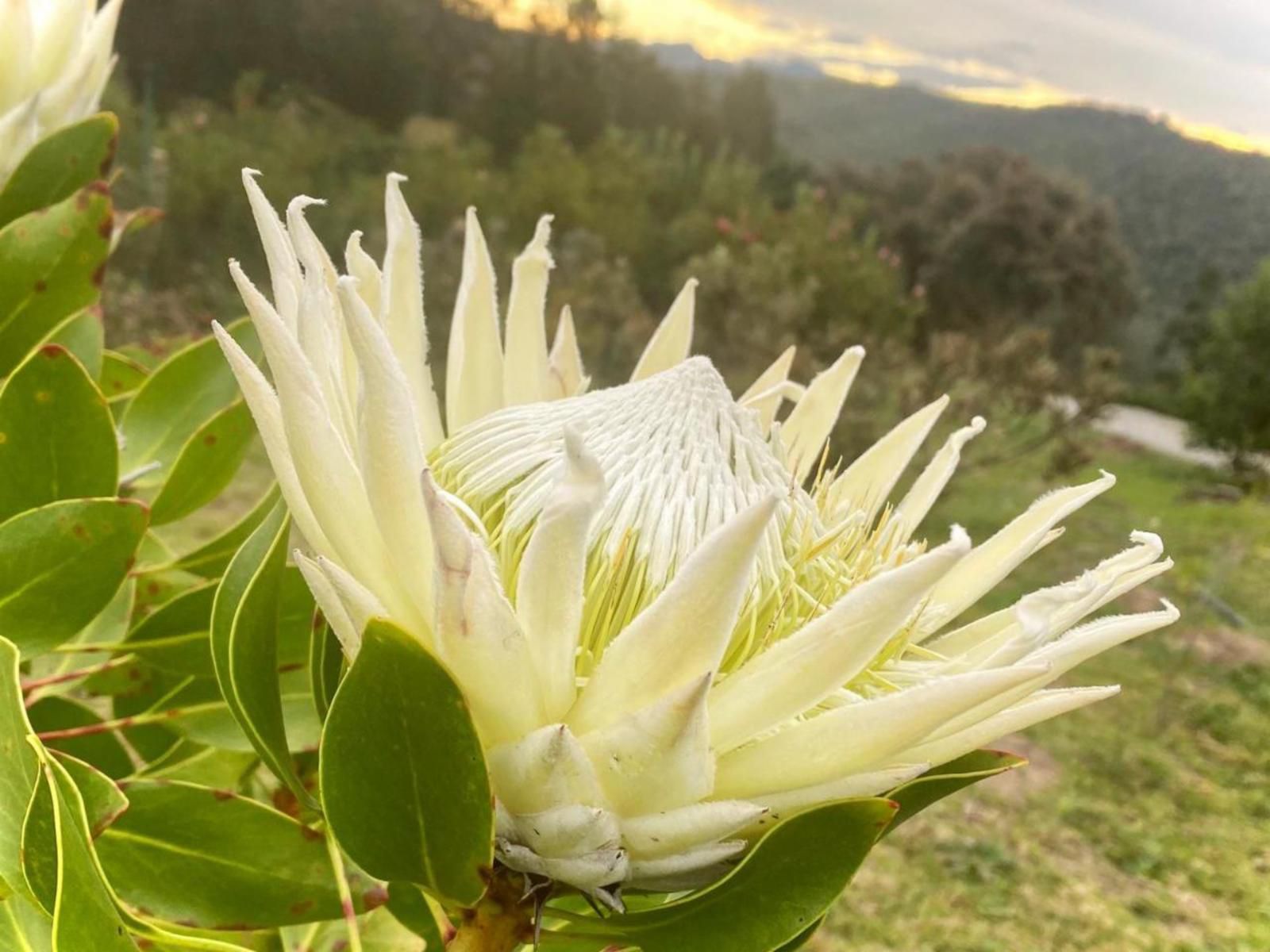 Kalanderkloof Cottage, Plant, Nature