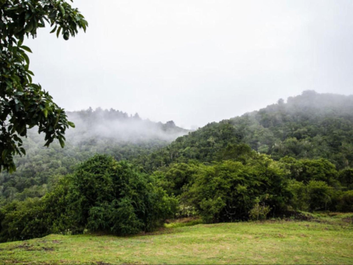 Kalanderkloof Cottage, Forest, Nature, Plant, Tree, Wood, Highland