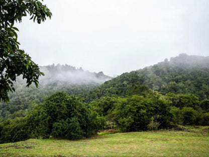 Kalanderkloof Cottage, Forest, Nature, Plant, Tree, Wood, Highland