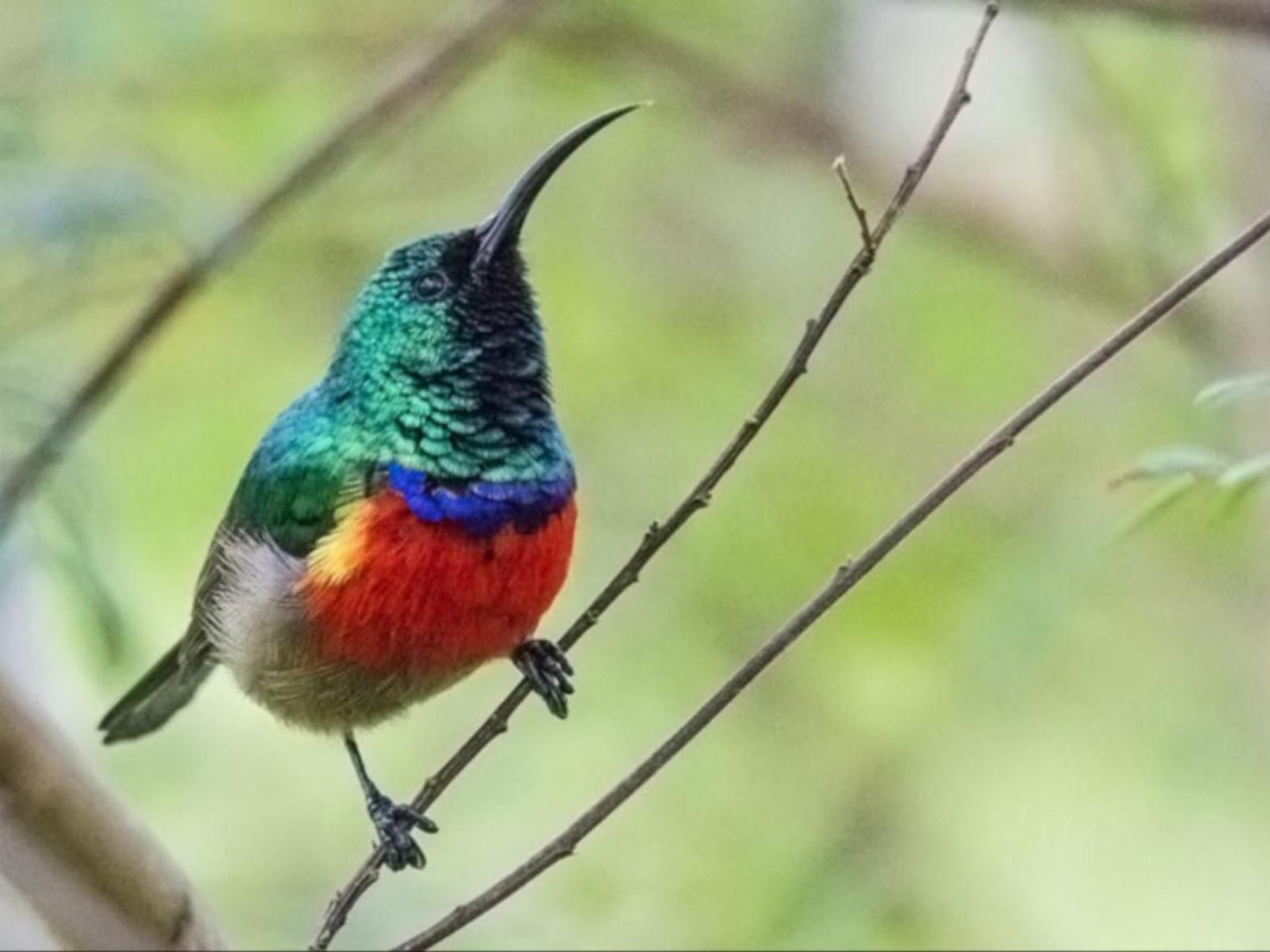 Kalanderkloof Cottage, Kingfisher, Bird, Animal