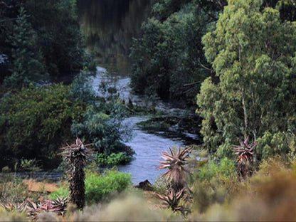 Kam Bati River Resort Swellendam Western Cape South Africa River, Nature, Waters, Tree, Plant, Wood