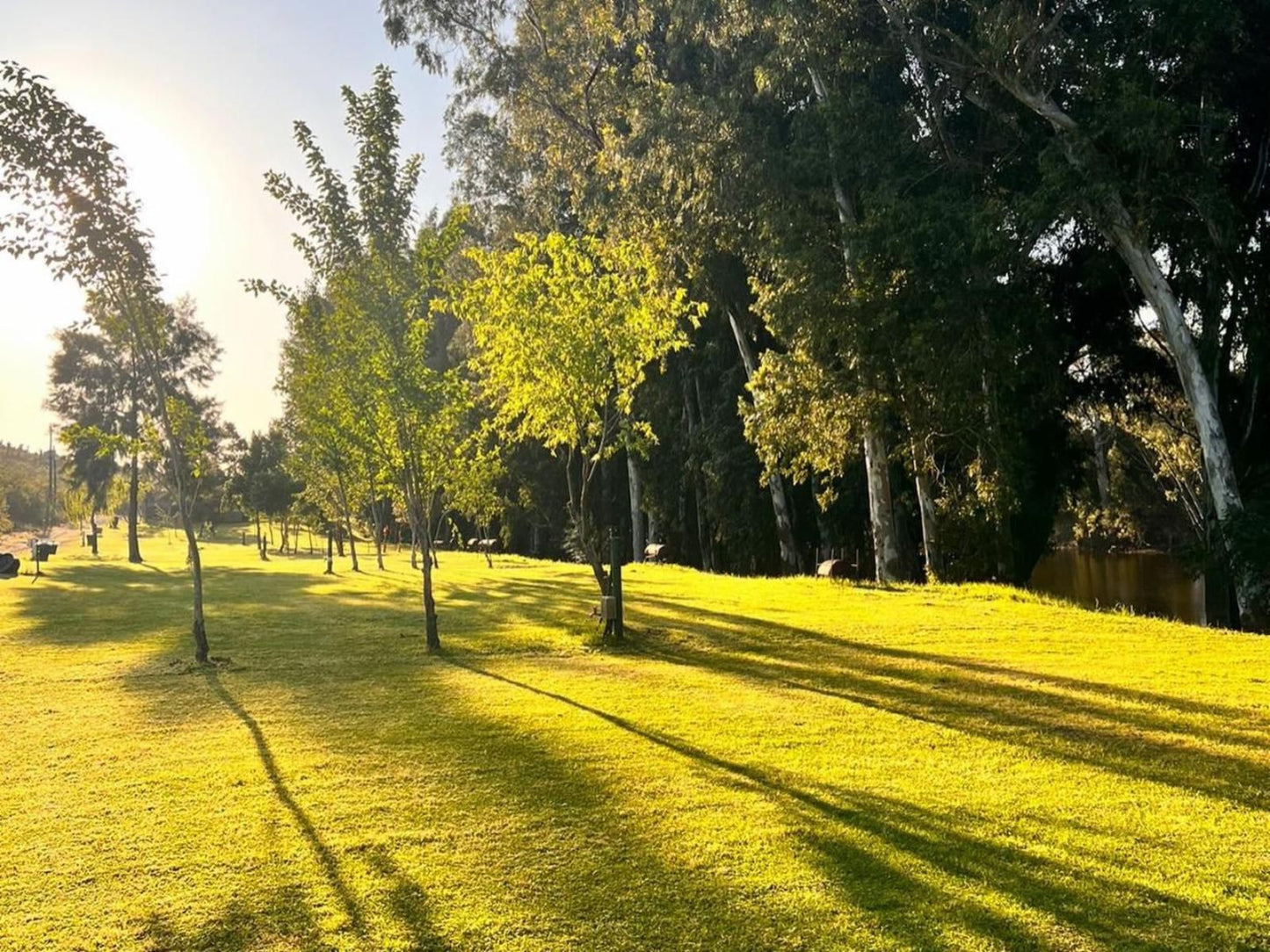 Kam Bati River Resort Swellendam Western Cape South Africa Plant, Nature, Tree, Wood