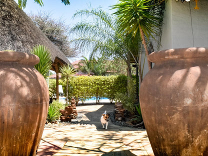 Kamaku Guesthouse, Cat, Mammal, Animal, Pet, Palm Tree, Plant, Nature, Wood, Garden