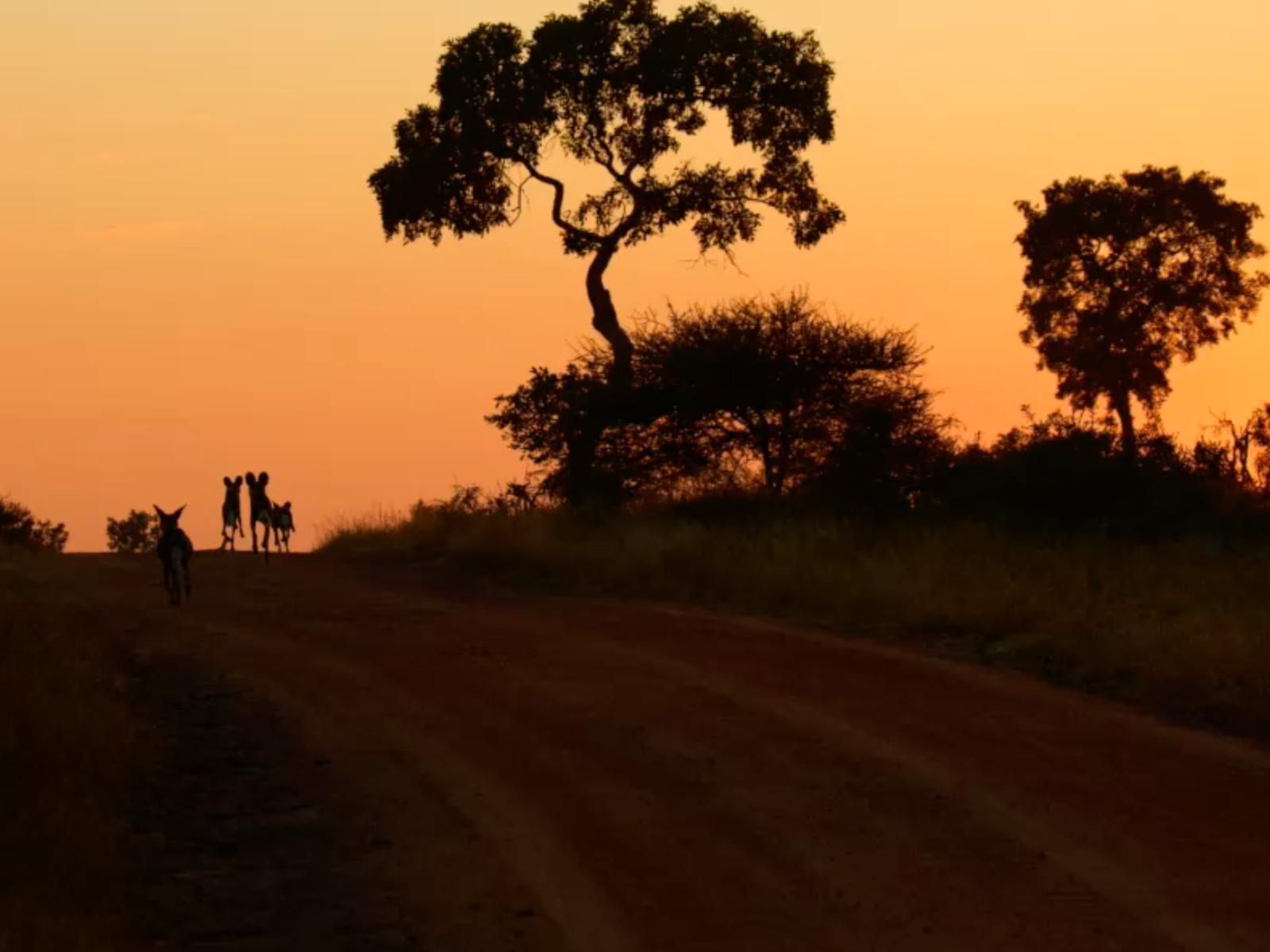 Kambaku River Lodge Malelane Mpumalanga South Africa Colorful, Silhouette, Desert, Nature, Sand