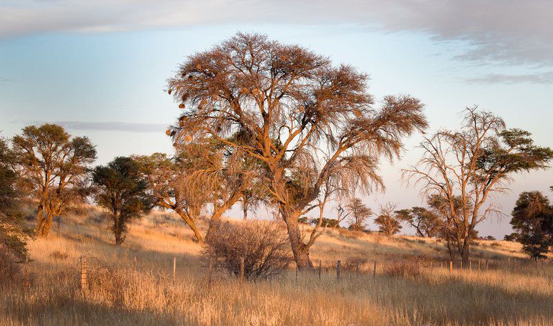 Kameelboomkoelte Askham Northern Cape South Africa Tree, Plant, Nature, Wood, Desert, Sand, Lowland