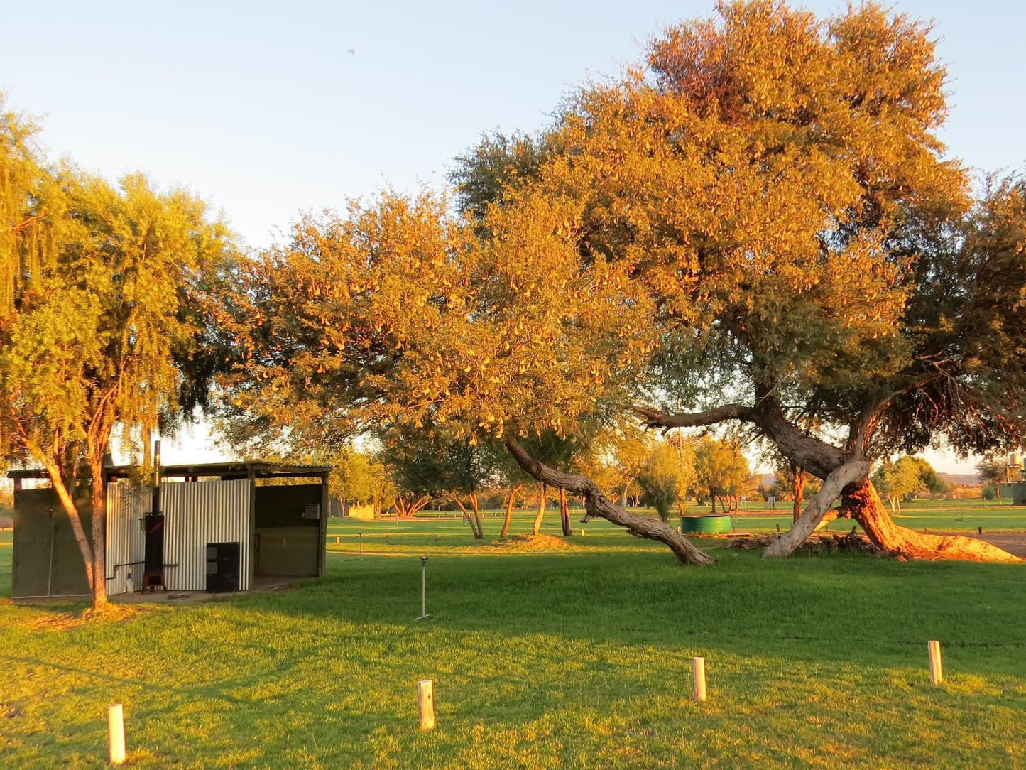 Kameeldoring Camping Augrabies Northern Cape South Africa Colorful, Tree, Plant, Nature, Wood, Autumn