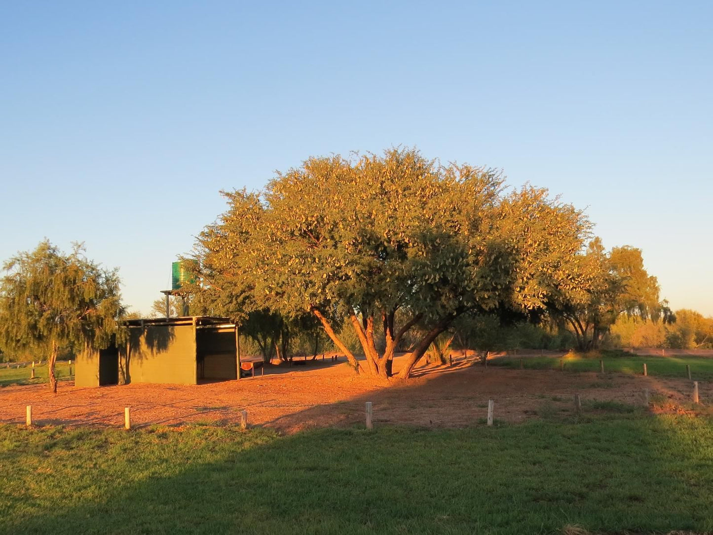 Kameeldoring Camping Augrabies Northern Cape South Africa Complementary Colors, Plant, Nature, Tree, Wood