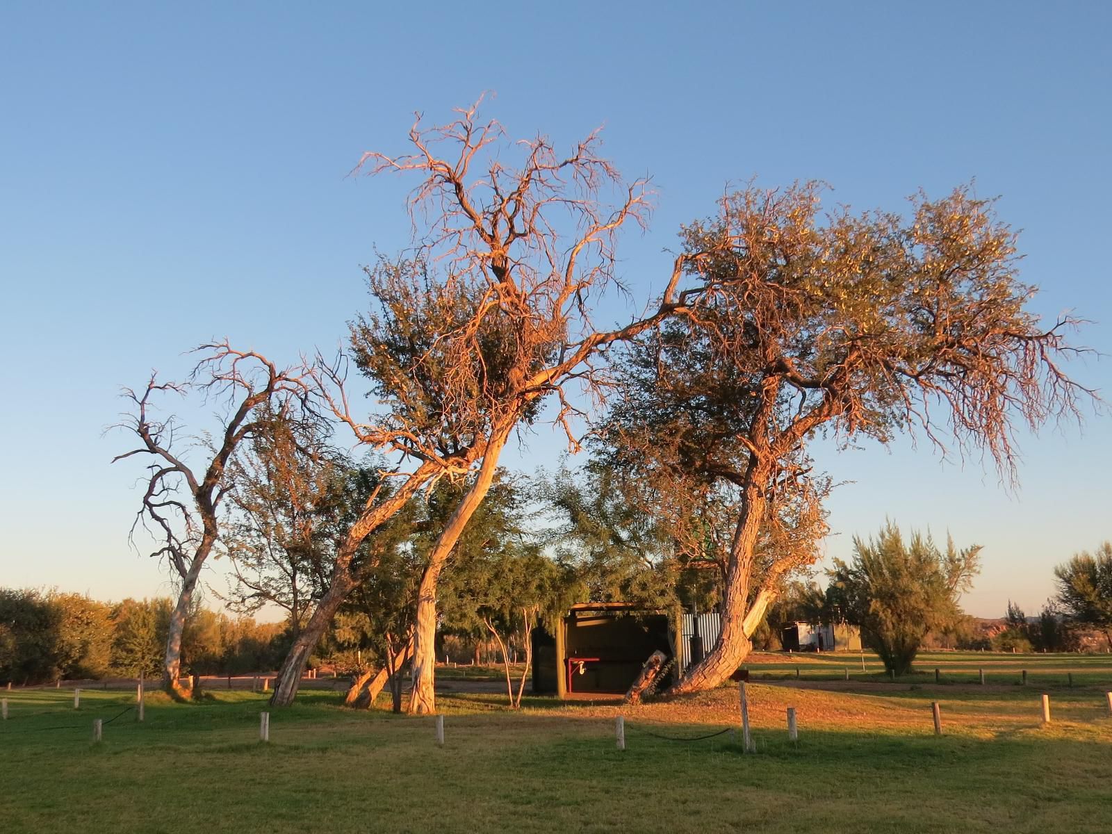 Kameeldoring Camping Augrabies Northern Cape South Africa Complementary Colors, Tree, Plant, Nature, Wood