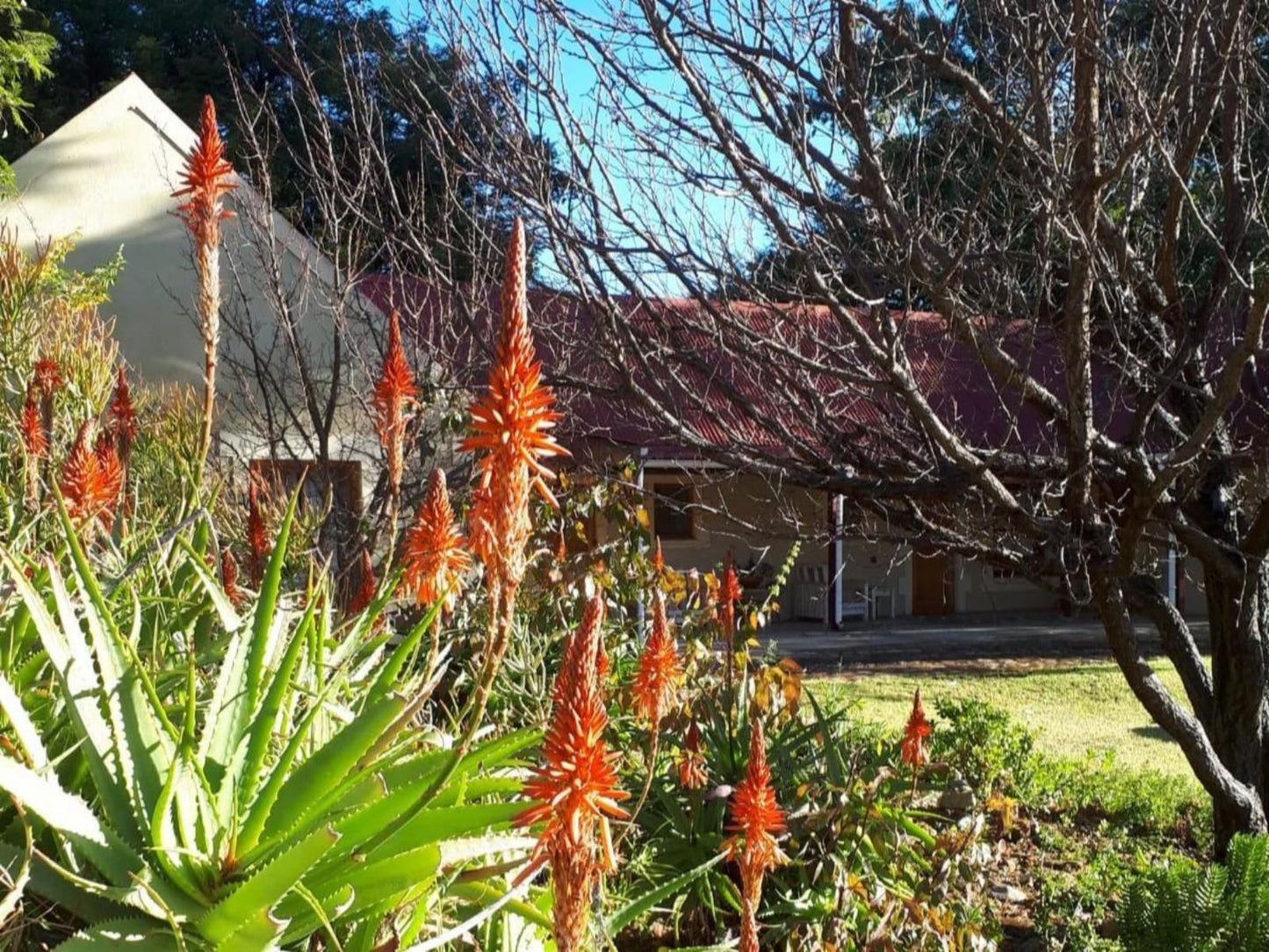 Kamerkloof Baviaanskloof Eastern Cape South Africa Plant, Nature, Garden