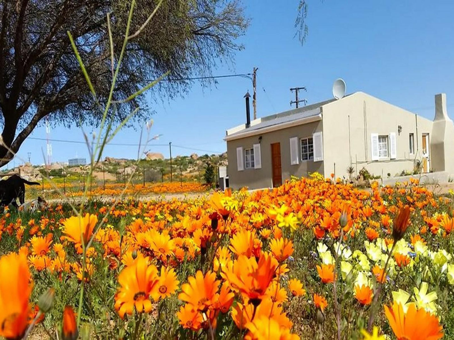 Kamieskroon Cosy Cottages Kamieskroon Northern Cape South Africa Complementary Colors, Plant, Nature
