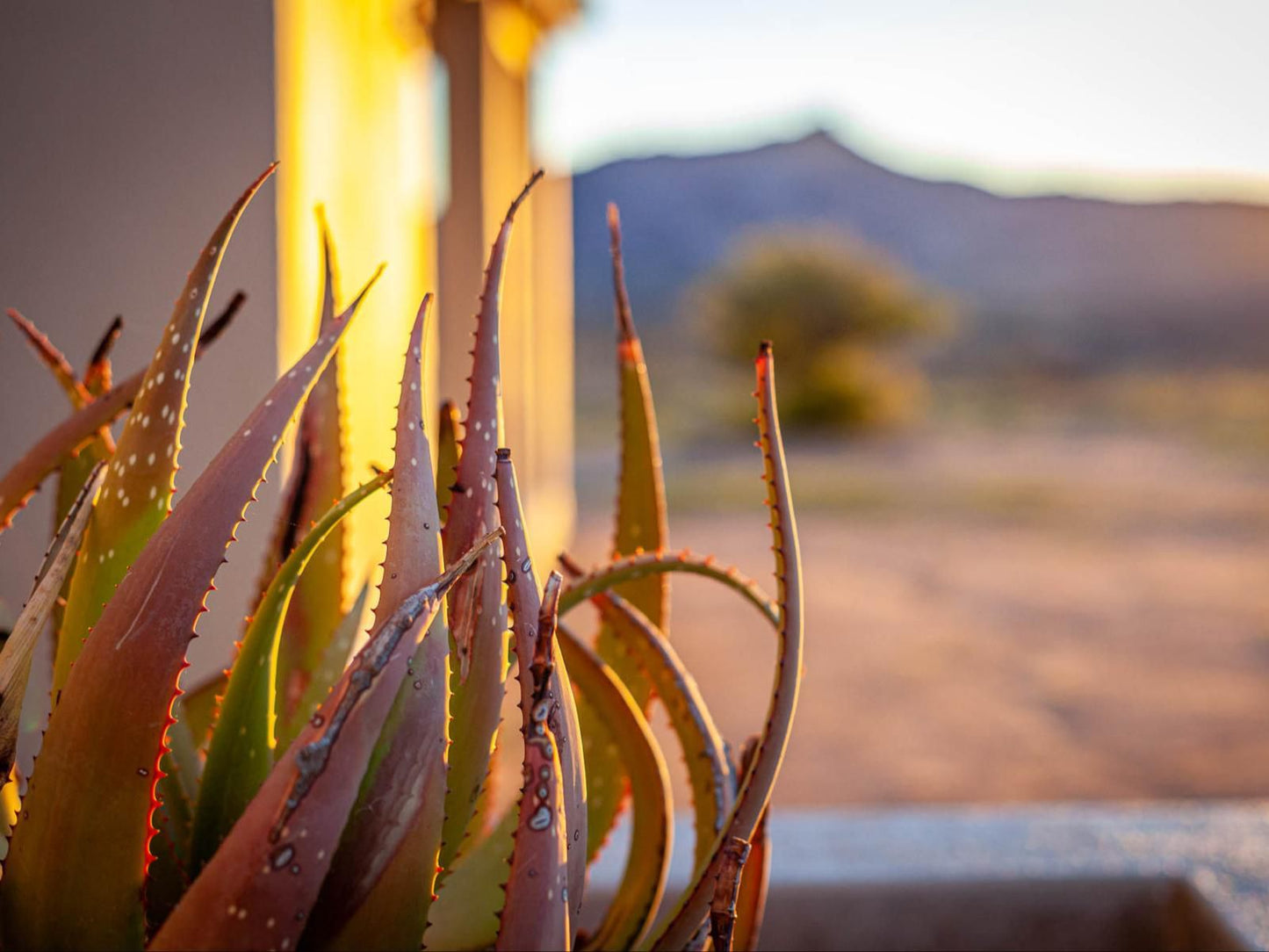 Kamieskroon Cosy Cottages Kamieskroon Northern Cape South Africa Cactus, Plant, Nature