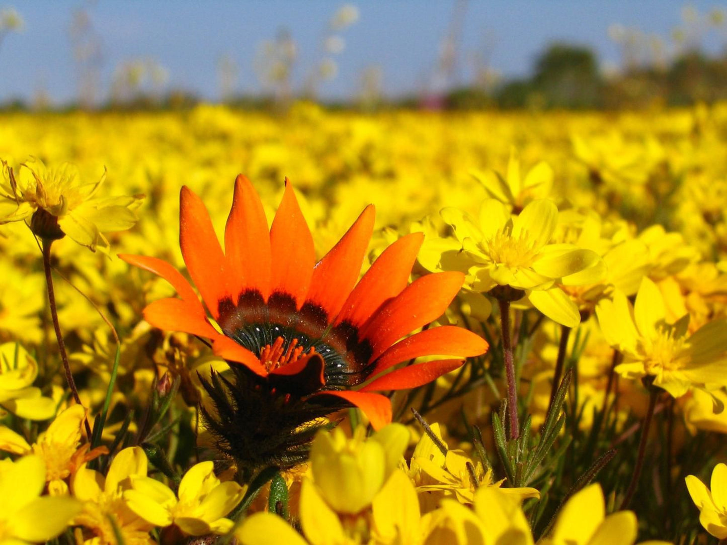 Kamieskroon Cosy Cottages Kamieskroon Northern Cape South Africa Colorful, Field, Nature, Agriculture, Flower, Plant, Meadow, Sunflower