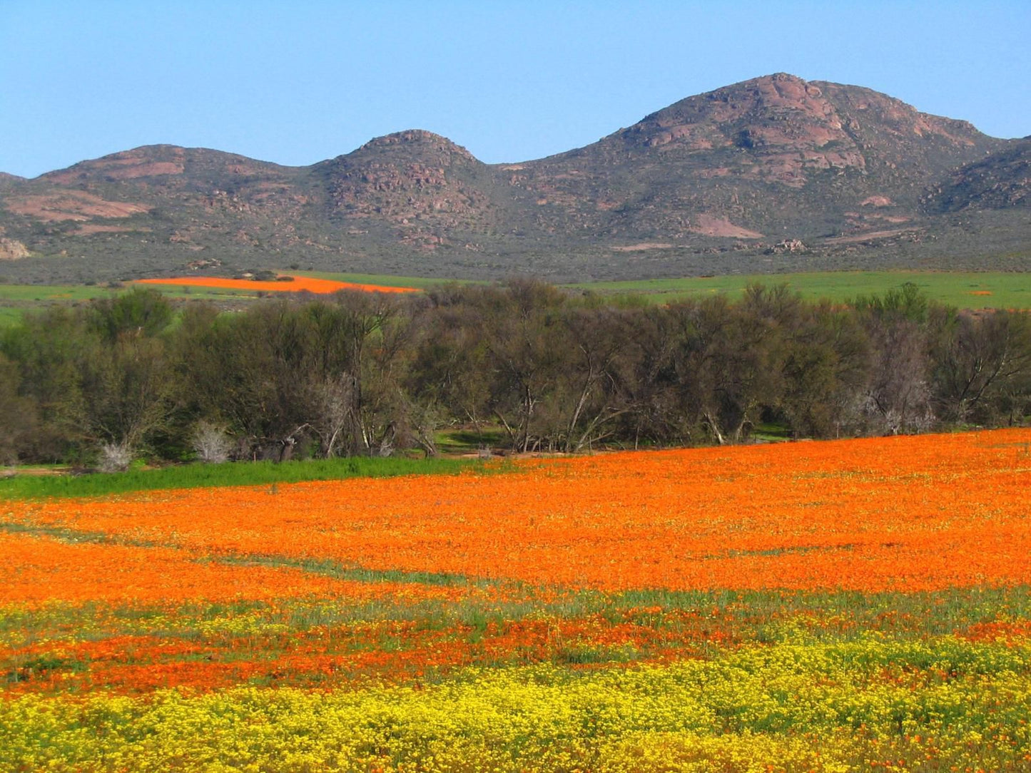 Kamieskroon Cosy Cottages Kamieskroon Northern Cape South Africa Complementary Colors, Field, Nature, Agriculture, Plant, Lowland