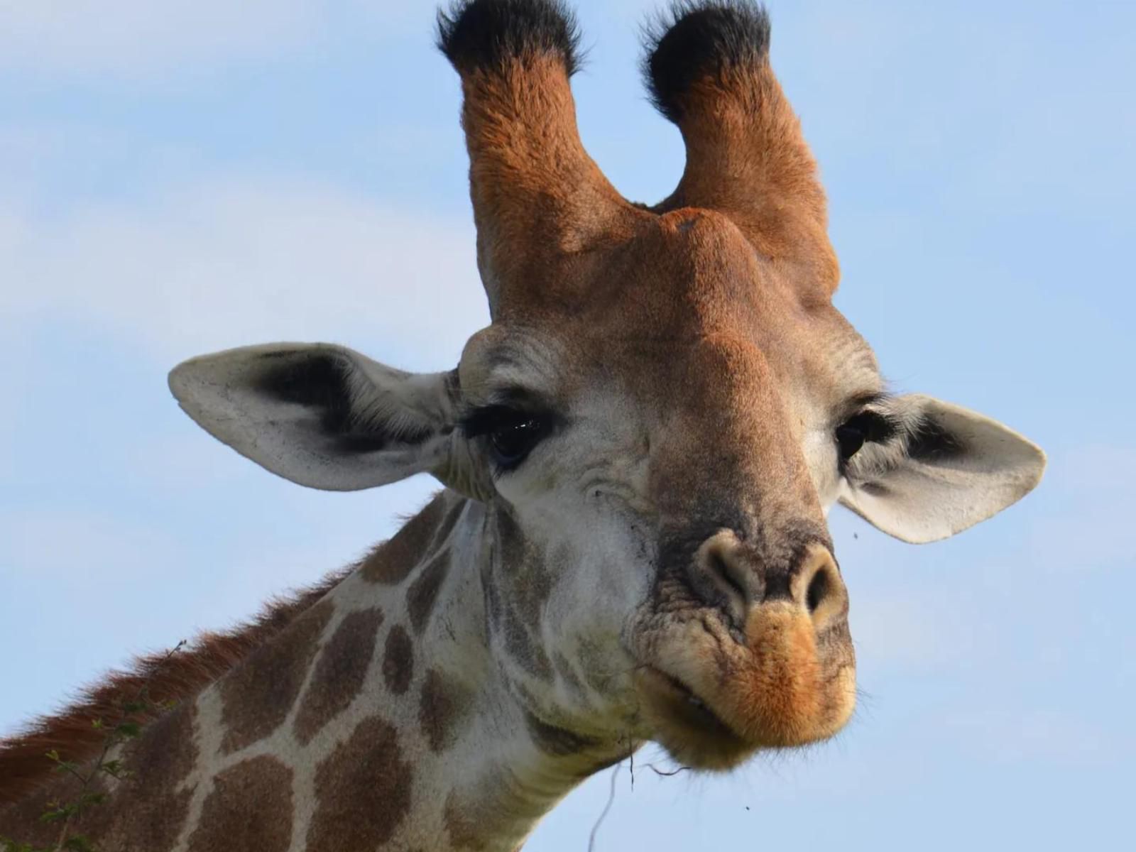 Kanimambo Main Lodge Marloth Park Mpumalanga South Africa Giraffe, Mammal, Animal, Herbivore