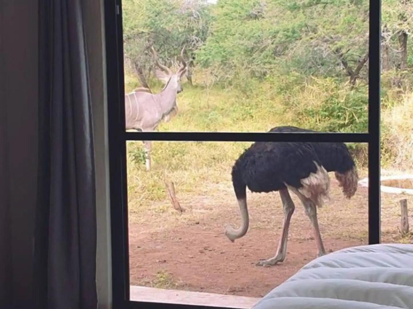 Kanimambo Main Lodge Marloth Park Mpumalanga South Africa Ostrich, Bird, Animal
