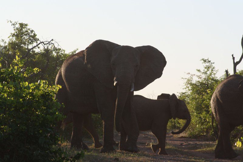 Kaoxa Bush Camp Mapungubwe Region Limpopo Province South Africa Elephant, Mammal, Animal, Herbivore