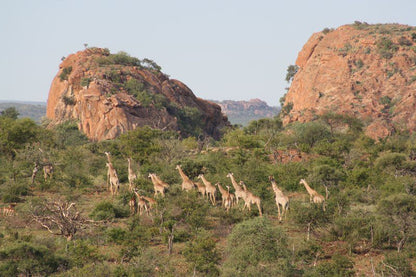 Kaoxa Bush Camp Mapungubwe Region Limpopo Province South Africa 