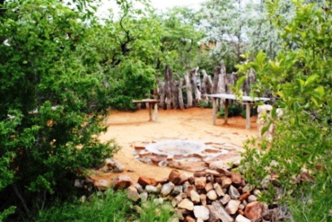 Kaoxa Bush Camp Mapungubwe Region Limpopo Province South Africa Tree, Plant, Nature, Wood, Garden