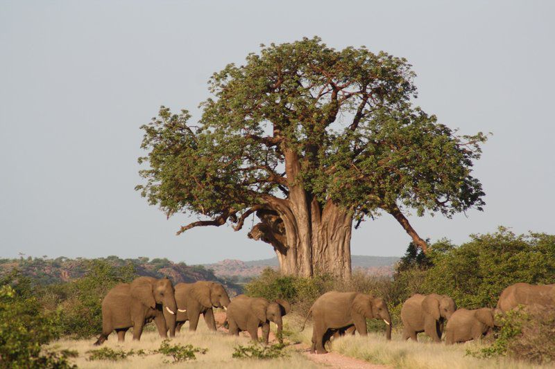 Kaoxa Bush Camp Mapungubwe Region Limpopo Province South Africa Elephant, Mammal, Animal, Herbivore, Tree, Plant, Nature, Wood