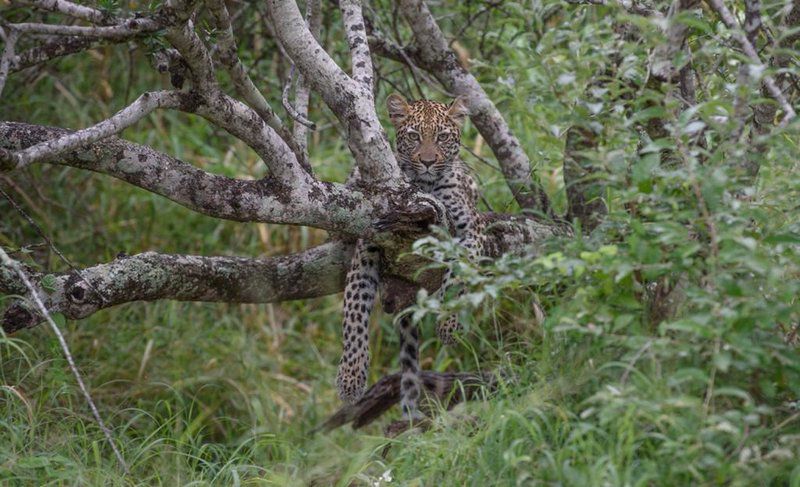 Kapama River Lodge Kapama Reserve Mpumalanga South Africa Animal