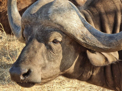 Leydsdorp Hotel Kapiri Hills Gravelotte Limpopo Province South Africa Camel, Mammal, Animal, Herbivore, Water Buffalo